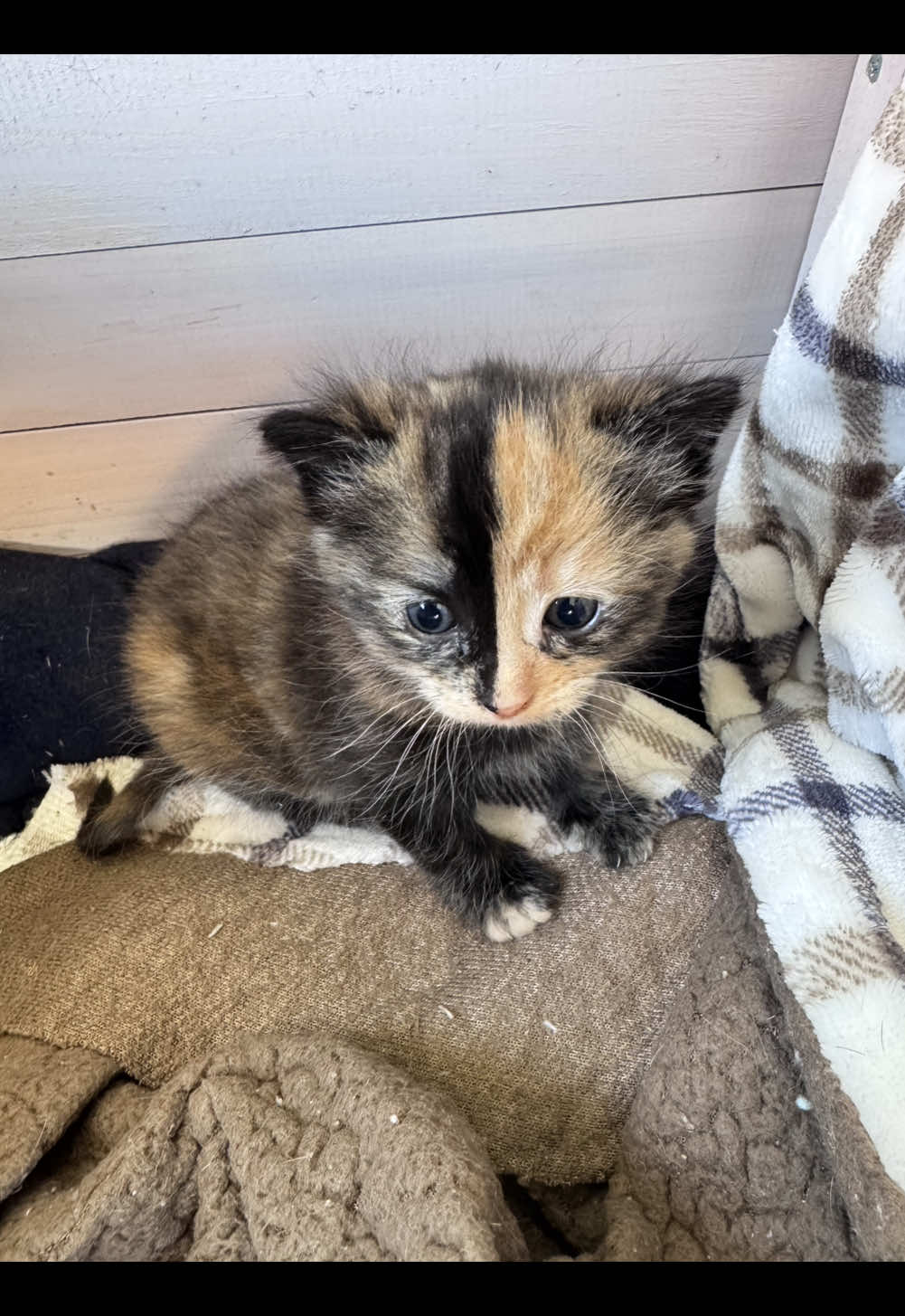 Ban Crue update and a very special message. Thank you for everything. @Loop @stefanie.lynn00 @Maddie <3 @Wesley #fyp #davidloop65 #cat #cattok #catsoftiktok #catmom #catdad #kitten #kittensoftiktok 