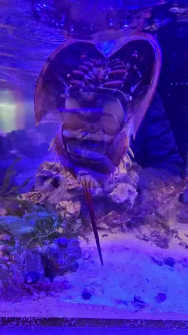 Spend your Sunday Funday at Aquatic Marine hanging out with this unique horseshoe crab! 🦀🦀🦀 #horseshoecrabs #horseshoe  #horseshoecrab  #tennesseeaquarium #AquariumLife #KeepItFresh #EastTennessee #livestock #newarrivals #tennesseeaquarium #KnoxvillePets #KnoxvilleSmallBusiness #KnoxvilleEvents #EastTennesseeAquatics #KnoxvilleAquarium #AquaticMarineKnoxville #KnoxvilleLocal #KnoxvilleFishStore #KnoxvilleTennessee 
