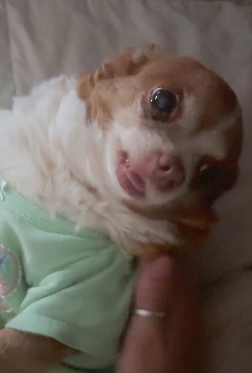 Mornings with my senior infant puppy pig baby ☺️ Follow Itty Bitty 🐖 @The Bitts  #chihuahua #chihuahuastiktok #puppy #toychihuahua #dogsoftiktok #ittybitty #ittybittythechihuahua