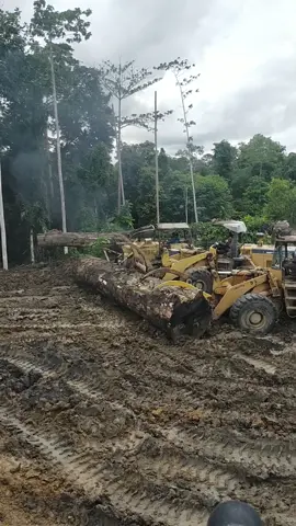 ubur ubur ikan lele  kayu besi ni le.... #truckertiktok #logging #viraltiktok #drivermuda #nttpride🏝🔥 #maumeretiktok🌴 #kulikayu #oggingvideos #loggingtruck #CapCut 