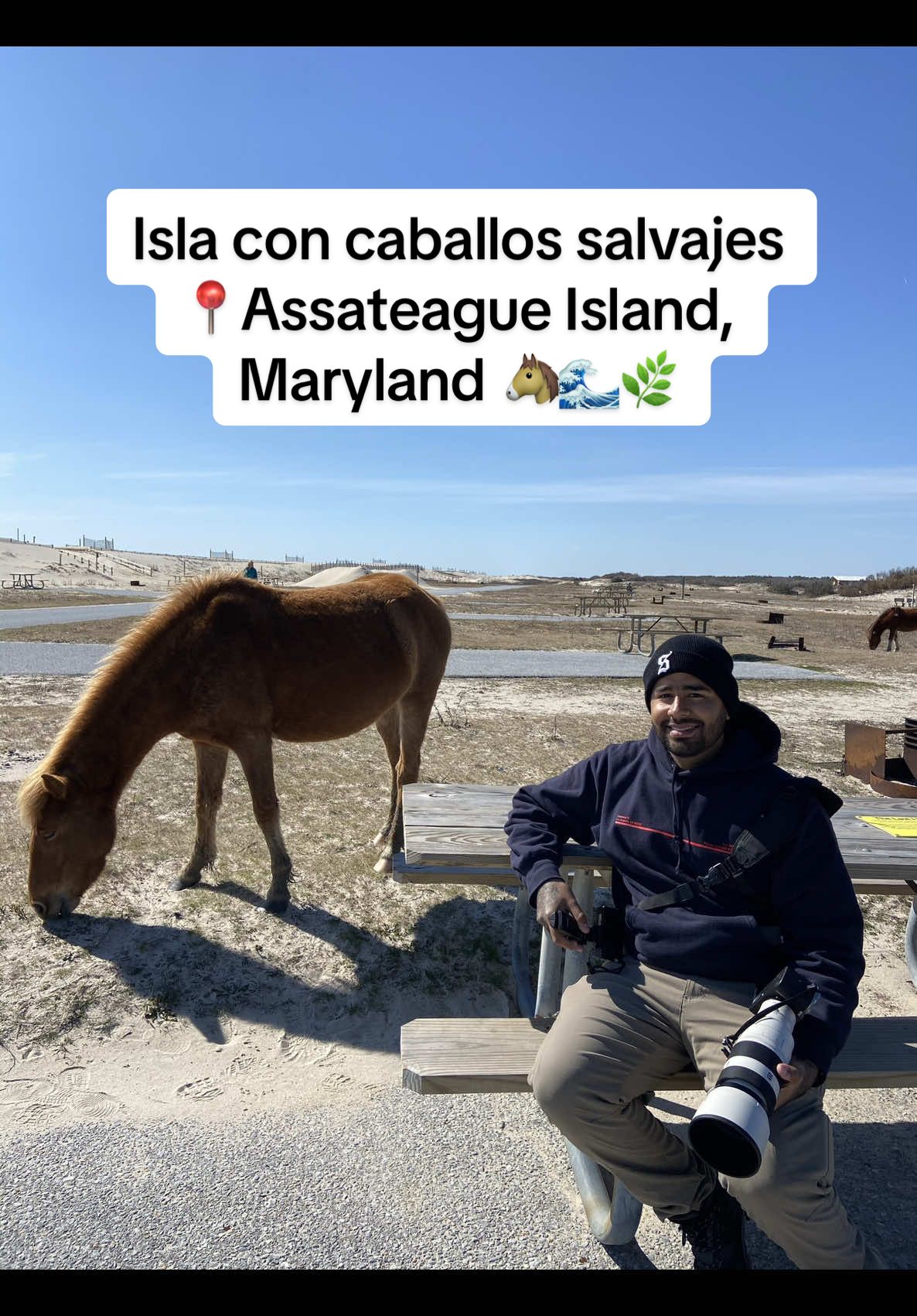 🐴📍Assatague Island, Maryland  Maryland beaches #creatorsearchinsights #marylandbeaches #assateagueisland #maryland #wildhorses 