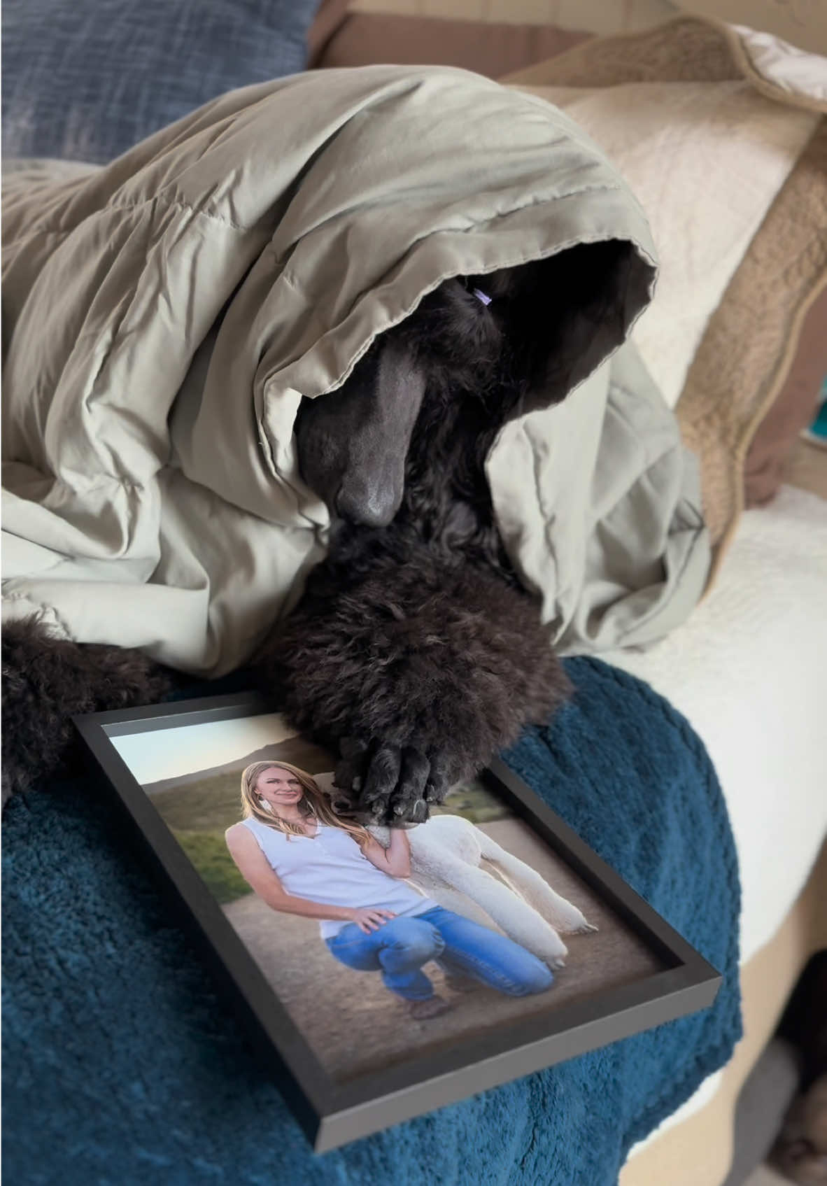 Nala + @blink-182  🥹🥺 #standardpoodle #emo