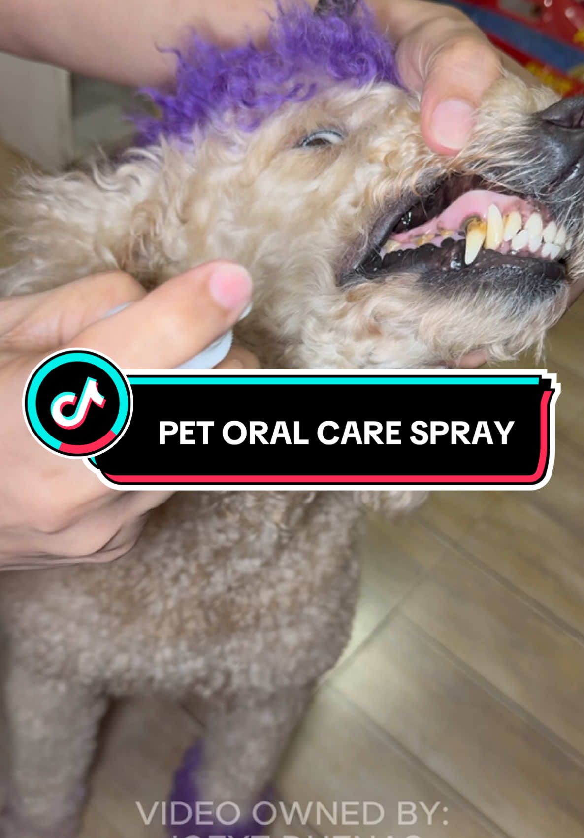 Give your furry friend the ultimate oral hygiene with Pet Oral Care Spray! Specially formulated to fight bad breath, reduce plaque, and support gum health, this easy-to-use spray is perfect for dogs and cats. No brushing required—simply spritz onto their teeth and gums for a cleaner, fresher mouth. Made with natural ingredients and vet-approved, keeps your pet’s smile bright and their kisses fresh.   Key Benefits: Eliminates bad breath instantly Reduces plaque & tartar buildup Supports healthy gums & teeth Easy spray application – no brushing needed Safe & gentle for daily use Keep your pet’s oral health in check with Pet Oral Care Spray—because a happy pet starts with a healthy smile! #cat #pet #petlover #animallover #kitten #loveyourpets #catlove #pusa #oralcare #petoralcare #oralcarespray #furfecttreat 