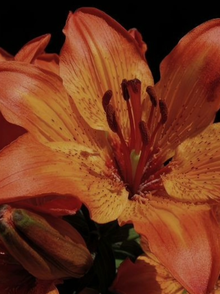 my fav flowers #lillies #flowers #spring #Summer #aestheticvideos 