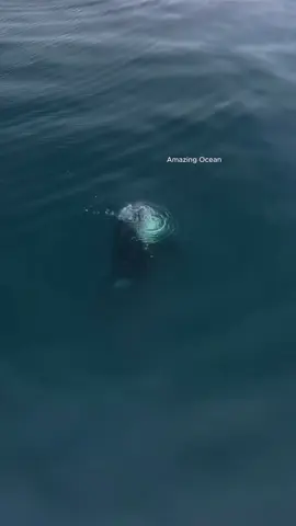 Orca hunt penguins , stingray , dolphins  #amazingocean 
