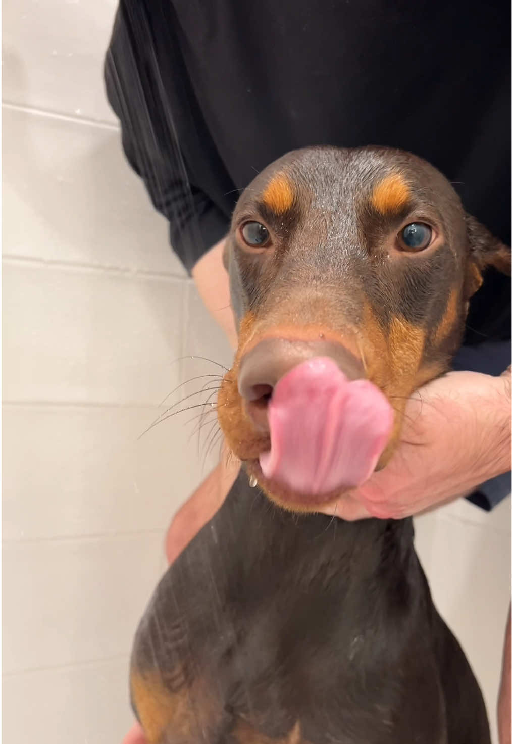 Me time🛀🧖🏼‍♀️ #dogsoftiktok #doberman #dogmom #dobermanpuppy 