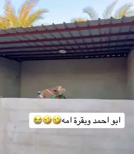 #ابو_احمد #وليد_الدواس #الخبوب #بريده #قصمان #خبخب #القصيم_بريده 
