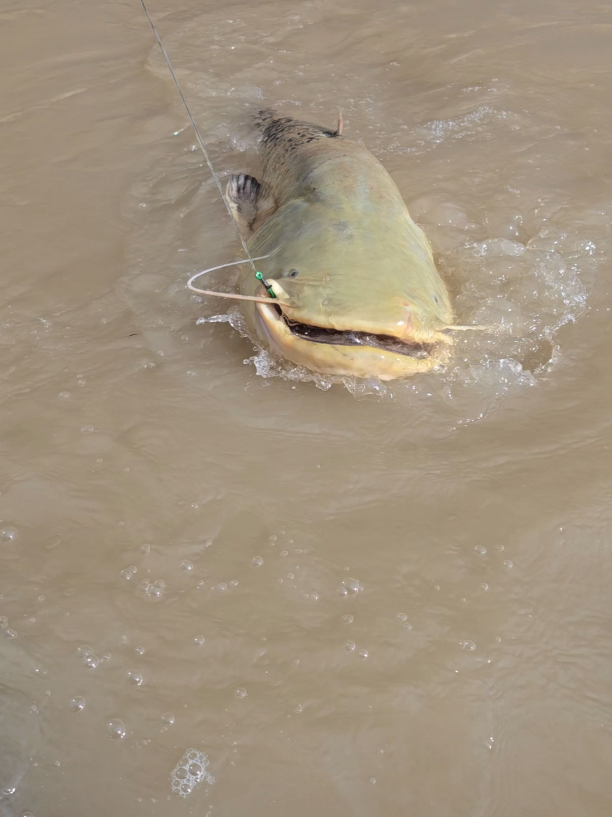 #fishing #pesca #wedcarstvo #catfish #siluro #sum #monsterfish #riverfishing #bigfish 