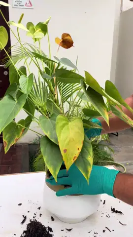 Este video puede salvarle la vida a tus anturios!!😮🤠🌺 #anturios #plantas 