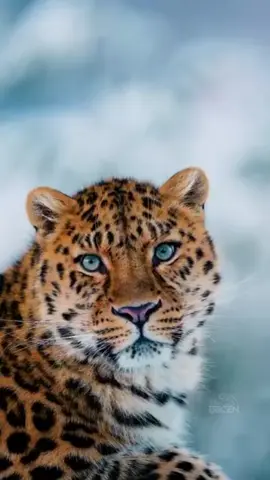 Are you working on your SHIELD? S: sleep, minimum of 7 hours H: how to handle stress: Meditation I: interaction, engage in conversation and creat relationships  E: exercise( this can be any form of exercise, yoga, weight training, walking, swimming, dancing, etc) L: learn every day ( we are all students of life) D: Diet(there are many forms of diet and the best way is to try them for yourself and find out what works best for you)  In general I recommend using fresh ingredients and avoiding processed food #pouyayoga 