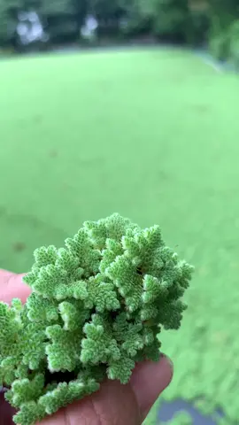 Azolla pakan ikan entok bebek ayam dll #azolla #pakanikan #azollafarming #fyp #trend #azollamicrophylla #azollapakanternak #azollabanyuwangi 