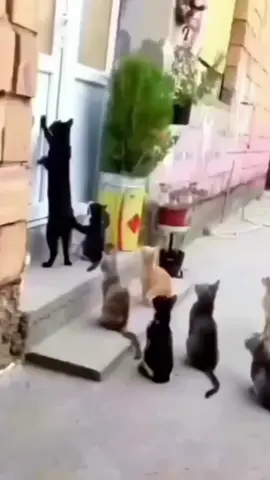 mau ngelabrak si pelakor 😁😂😂..!! #kontenkreatif #lucu #tiktokhiburan #viral #kocak #vidiolucu #fypp #pageforyou 