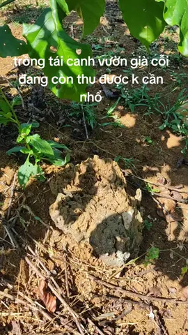 #xuhuong #cà phê thả đọt#cooffee #tái canh cà phê