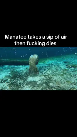 #fyp #manatee #ginniesprings 
