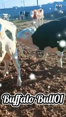 wow Beautiful Cow Black and white cow breeding in the form #wow #omg #cowbreeding #breedingcow #todyabreeding #meeting #trendingbreedingcow #todaybreedingcow #tiktok