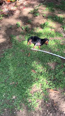 Helping butcher #fyp #viral #jamaicatictok #jamaica #pet