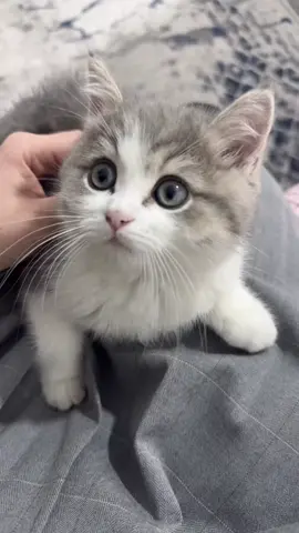 #rekomendasifilm #recommendations #rekomendasi #🐈 #rekk 