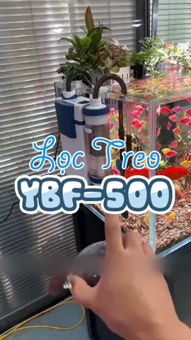 Lọc treo cho hô cá #nuoicacungminhkhoi #TikTokShop #aquarium #thuysinh #cacanh #phukiencacanh 