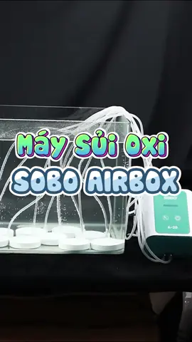 Máy sủi oxi Nhật #nuoicacungminhkhoi #TikTokShop #aquarium #thuysinh #cacanh #phukiencacanh 