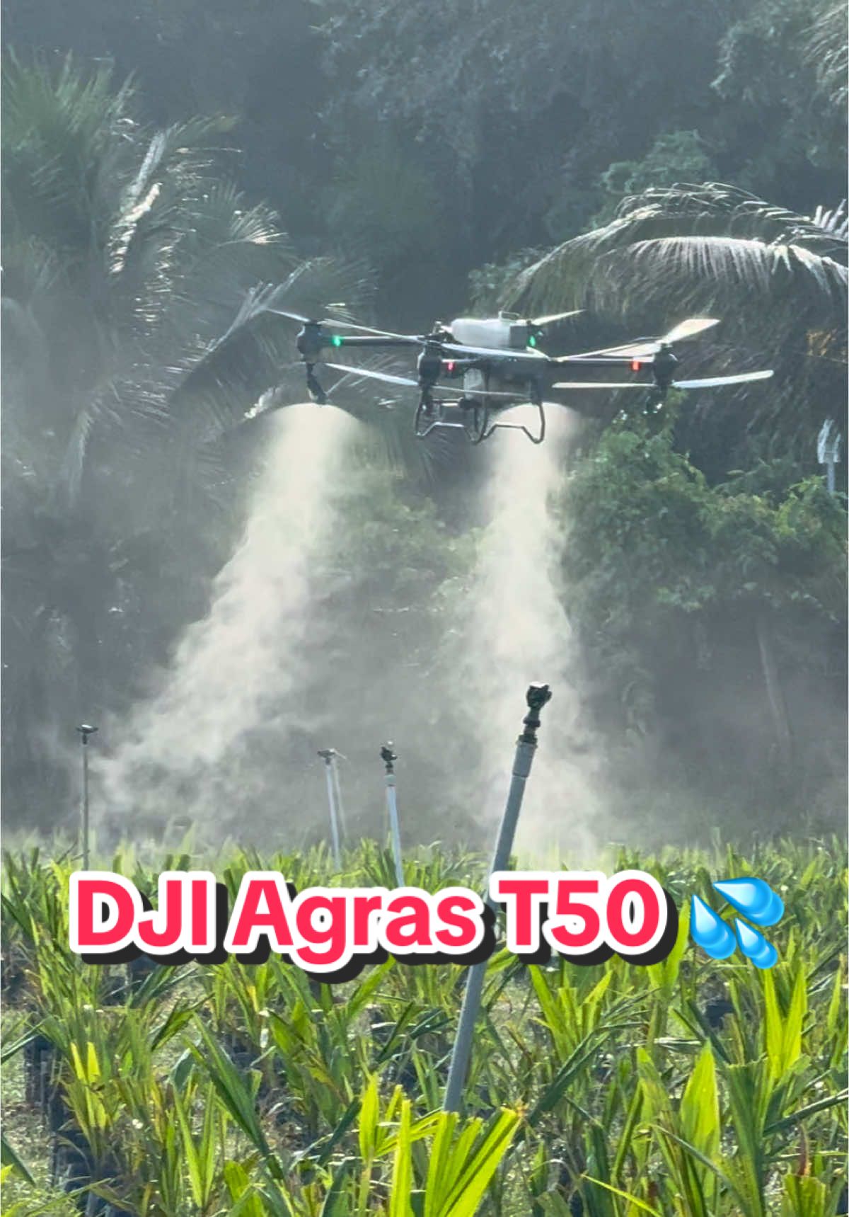 DJI Agras T50 tunjuk kemampuan semburan lagi 😎 pokok kecil atau besar semua boleh dengan dron DJI Agras 💦💦❗️❗️#dji #djiagriculture #agrast20p #t20p #agrasT50 #T50 #agrasT25 #T25 #sanyeongagricultural #pilihanutamapetani #petanimoden #pertanian #agriculture #agriculturetechnology 