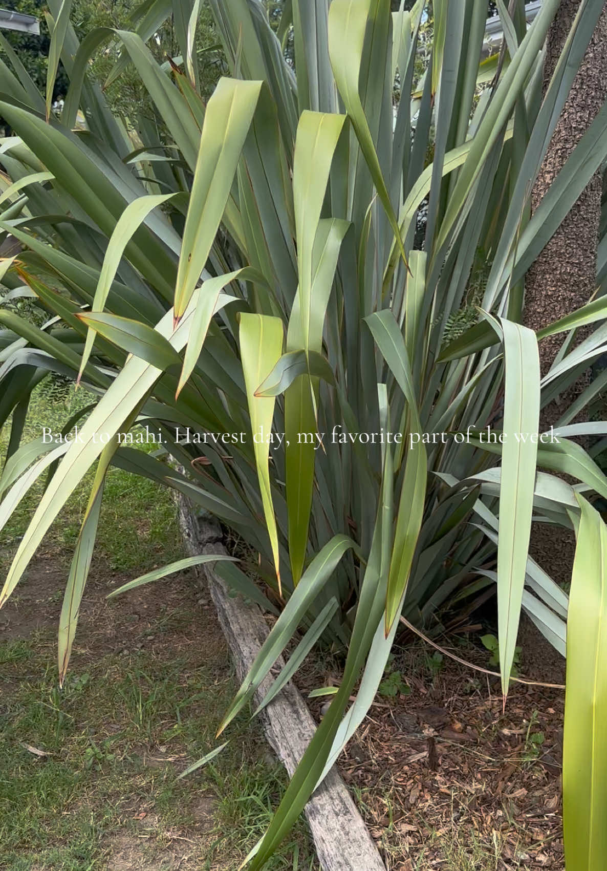 Raranga with hapū māmā ❤️ The smell, feel, look and matauranga around Harakeke is so healing for me. #fyp #nz #healing #harakeke 