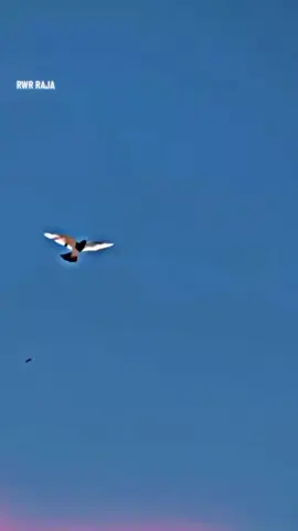 جيو کبوتر باز