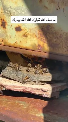 #abomoiyad #ثقيف #مصايدالنحل #الطايف #عسل #نحل #صيد #قنص #عيدان_نحل #نحال_الجبال #نحال #مصايد_النحل 