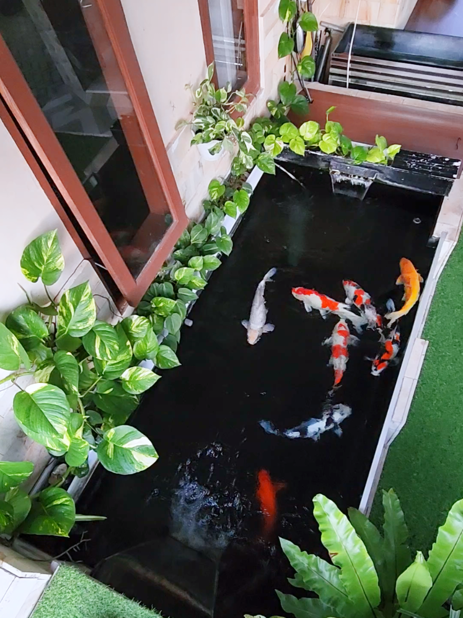 #fyp #kolamkoi #ikankoi #koi #koiblitar #vidoeviral #kolamkoiviral