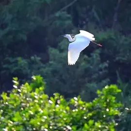 Burung Bangau Putih Terbang Di Alam Bebas #burung #storks #eksotis #terbang #hutan #nature  #indonesia #foryoupage #fy #fyp #fypシ 