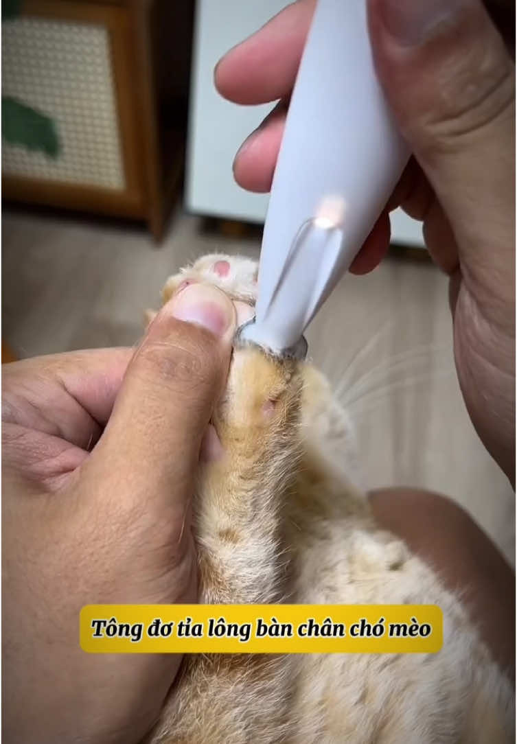 Máy tỉa lông bàn chân cho chó mèo #maytialongbanchanchomeo #maytialongchomeo #yeuchomeo #chamsocthucung #xuhuong #viral  @Happy.Pets  @Happy.Pets  @Happy.Pets 
