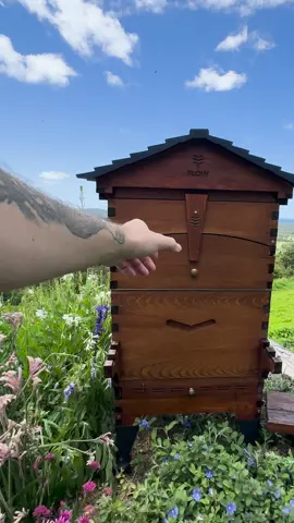 Join us for a honey harvest - the sweetest gift of all 🐝🍯💛 #beekeeping #flowhive #spring