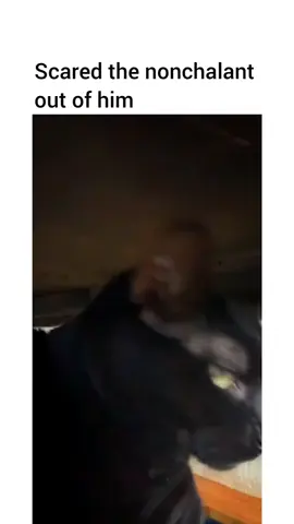 His double take of disbelief 😭😭😭  #cat #blackcat #scaredcat #scared #prank #flabbergasted