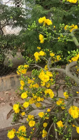 Ngắm em thêm xíu nữa rồi gả em về làm dâu xứ Nghệ 👍. Cúc Rin ( siêu nụ , bông chùm )#xuhuong#caymaivang#maivangmientay#maivangbinhdinh#maivang#bonsai#