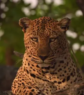 “Silent. Stealthy. Supreme. The leopard rules the treetops with unmatched grace, watching the wild from its elevated throne. A true king of the canopy! 👑🐆🌿 #LeopardKing #WildAndFree #AfricanSafari #TanzaniaUnforgettable #SafariMoments #BigCatsOfAfrica #IntoTheWild #NatureLover #ExploreAfrica #WildlifeEncounter #TikTokSafari #BucketListTravel”