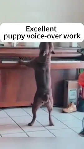 Excellent puppy voice-over work #funnyvideo #funnymoments #pet #USA #usa_tiktok #usa🇺🇸 #PetsOfTikTok #for #petlover #voiceover #puppy #puppytiktok #puppylife 