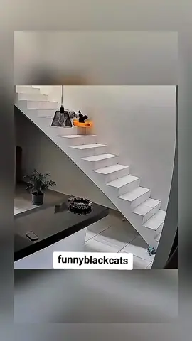 black cats#funnycat #cats #cutecat #catsoftiktok #funnyvideo #viralvideo 