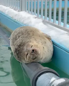 #foryoupage #fyp #seal #cute #tokkaricenter #silly #とっかりセンター  Naomi is here today If you want to see the sleeping beauty 
