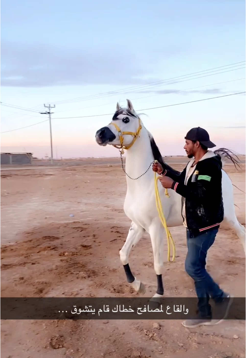 #خيل_وخياله🐎 #السعودية_الكويت_مصر_العراق_لبنان #تبوك سلطان ربي يبارك