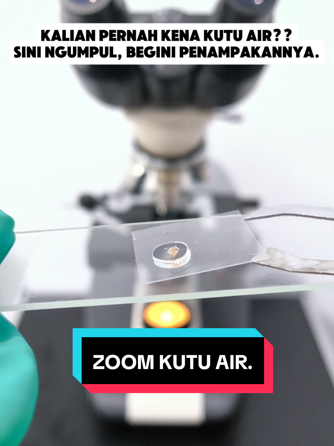 Zoom kutu air, siapa yang pernah kena?? Ceritain di komentar pengalaman kalian. #fyp #fypシ゚ #viral #foryou #ekperimen #microscope #air #tiktok #capcut #kutuair 