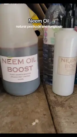 #neemoil #neem oil spray on plants #naturalpesticide #organicgarden #organicgardening #naturalfarming #urbangardening 