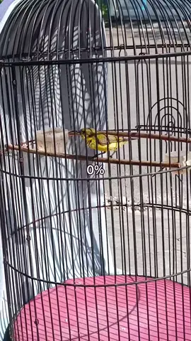 fighternya turah turah 🤩 bocil kemaki 🔥 Nectar PW💯🔥 .  #sogongacorngleper #sogonnusantara #sogongacor #sogokontong #sogonmania #minumankolibry #sogonjuara #sogonnembak #sogontrotol #sogontrotoljahat #sogonmateri #lombakicaumania🐦 #hobikicau #kicaumaniaindonesia #kicaumania_indonesia #kicauburung #foryoupage #foryou #fyp 