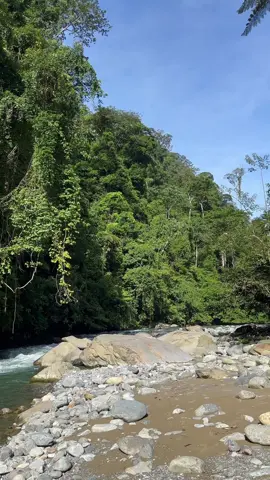 A hidden river deep in the Sumatra jungle, flowing through untouched paradise. 🌿🌊✨ #SumatraJungle #RainforestAdventure #WildNature #ExploreSumatra #JungleLife #NaturePhotography #LostInTheWild #TropicalVibes #WildlifeEncounter #HiddenParadise #NatureLover #IntoTheWild #JungleExplorer #GreenEscape #TravelMore #DiscoverEarth #MotherNature #EcoTravel #NatureVibes #WildExpedition #OffTheBeatenPath #JungleSurvival #PristineWilderness #TrekkingSumatra #TravelGram #Biodiversity #Wanderlust #AdventureTime #EarthFocus #SumatraWild