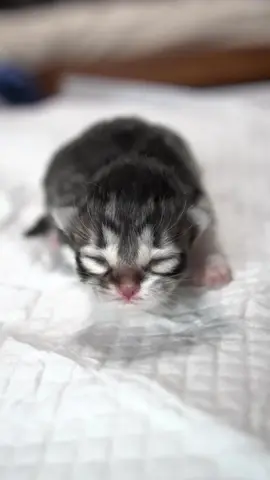 1/31うまれ。 サイベリアン。 #サイベリアン #siberiancat #meow #赤ちゃん #子猫