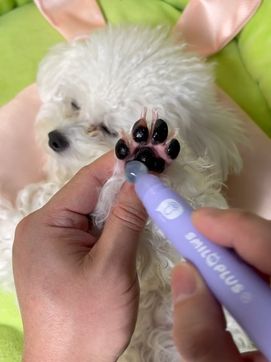 Dogs care routine, #dog #dogsoftiktok #dogcareroutine #pets 