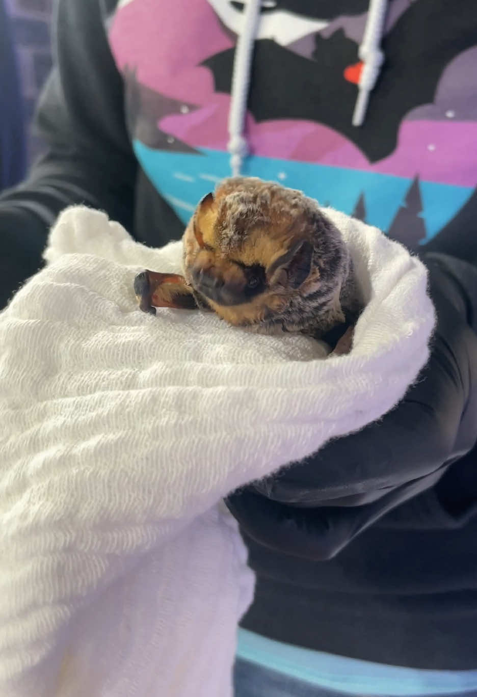 It’s frickin’ bats! Meet Zeussy Poo & Barnabas Collins🦇❤️ These adorable bats were injured and now live at @PA Bat Rehabilitation to educate the community on why bats are so good for the ecosystem and how to help a little floof if you find one who may be injured. Thank you Steph Stronsick & Eric Morlock for the lifesaving work you do! #bats #bat #batrescue #itsfrickinbats #batrehabilitation #itsfrickinbats #wildlife #conservation #wildliferescue #animalrescue #wildanimalsoftiktok #wildlifesanctuary #wildlifeconservation #wildanimalrescue 