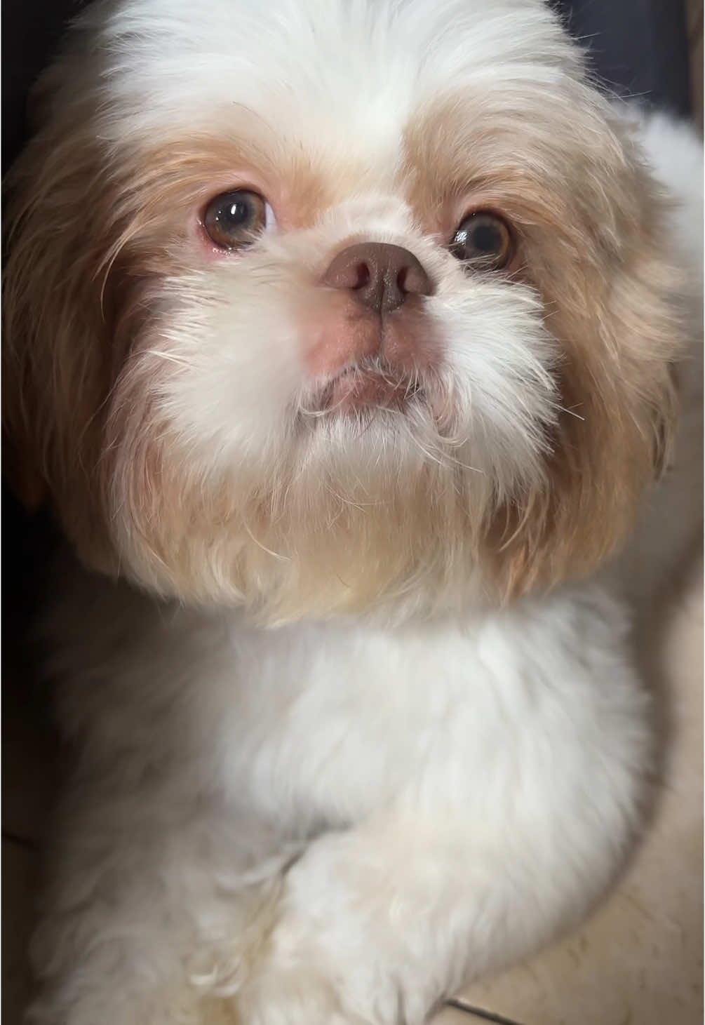 Eu desobedeço mamãe, e ai ela fica muito brava!!!   • • • • • #shihtzu #viral #cachorro #shihtzusoftiktok #shihtzupuppy 