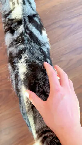 Who wouldn't want a little cat that doesn't shed?#cats #fyp #catsoftiktok #fyp #spraybrush #catpick 