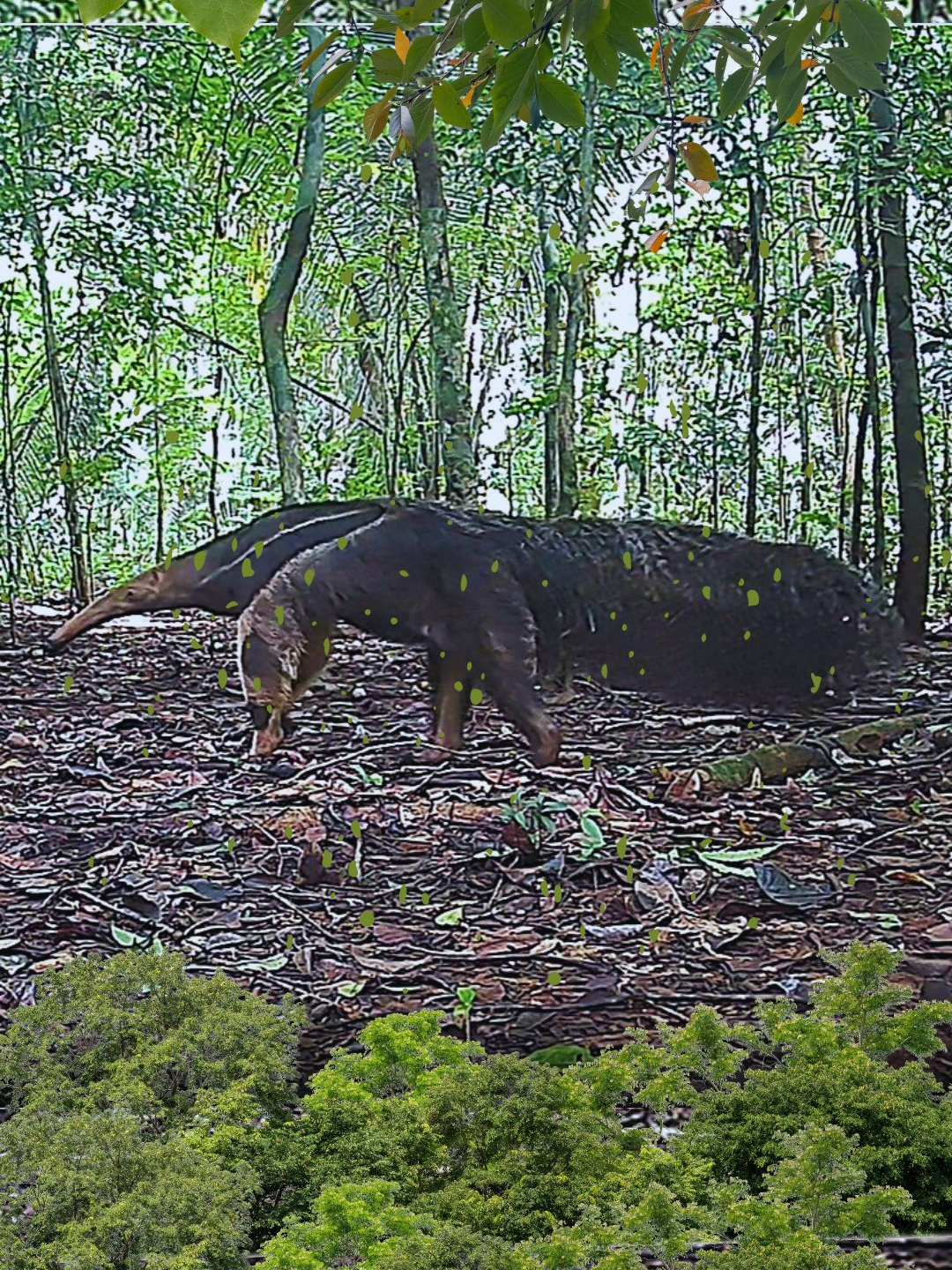 Criaturas Incríveis da Maior Floresta Tropical do Mundo: Um Olhar Íntimo  sobre a Amazônia e seus Habitantes.  Vídeo compilado de animais selvagens de 1,5 minuto exibe vários trechos  registrados por câmeras de trilha, instaladas e camufladas em troncos no  meio da Floresta Amazônica. As imagens revelam momentos mágicos e  fascinantes, capturados em plena luz do dia.  Em cenas coloridas, vemos um tamanduá-bandeira caminhando  tranquilamente, exibindo sua grande cauda peluda em formato de bandeira  pelo chão da floresta logo pela manhã. Ele se move com confiança, pois é  respeitado e temido pela maioria dos habitantes da selva amazônica—nem  mesmo a onça-pintada ousa atacá-lo.  Um jovem catitu, curioso, se depara com a câmera e a examina à  distância. Logo depois, um quati solitário vasculha o solo da floresta  em busca de petiscos, como insetos, pequenos invertebrados e frutos. De  repente, uma pequena cutia atravessa rapidamente a cena—talvez assustada  ou pressentindo algum perigo iminente. Ao fundo, uma azulona caminha a  passos lentos.  Um porco-queixada se aproxima da lente de maneira curiosa, farejando com  seu longo focinho. Um mutum-cavalo caminha tranquilamente e sobe em um  tronco caído para descansar e aproveitar a vista privilegiada. Outra  cutia aparece próxima a um pequeno barreiro.  Já pela manhã, um segundo catitu, desta vez adulto, surge caminhando em  direção à câmera. Pouco depois, um bando de quatis aparece revirando o  solo da floresta em busca de iguarias para o almoço. Um veado-roxo se  desloca de forma sutil e cautelosa na direção da câmera.  Mais adiante, um grupo de porcos-queixadas cochila e interage sob a  sombra das árvores, enquanto uma pequena família de catitus troca  carícias, desfrutando da calmaria selvagem. Em outra cena, um quati  solitário explora o solo entre folhas e galhos caídos. Após uma forte  chuva, um casal de azulonas surge caminhando em direção à câmera—gotas  de água embaçam a lente, mas ainda é possível identificar a espécie.  Um gato-mourisco cruza rapidamente ao fundo, enquanto um jovem  porco-queixada observa a câmera, mas mantém distância. Com a chegada da  tarde, outra azulona é flagrada passando diante da câmera—agora já em  preto e branco, devido à pouca luz.  Quando a noite cai, novos personagens da selva aparecem. Um grande  veado-mateiro, um macho adulto com um imponente par de chifres, surge na  escuridão. Logo depois, uma pequena paca saboreia um fruto do cajazeiro  selvagem antes de partir em busca de outras iguarias. Uma imponente  anta fêmea surge na cena, exibindo sua excelente condição física—está  bem alimentada, graças à fartura de frutos e outros recursos da  floresta.  Em seguida, um tatu-galinha caminha em direção a uma toca no solo.  Finalmente, na mesma trilha, a anta reaparece em outra noite, encerrando  essa incrível jornada pela fauna brasileira.  Aproveite essa maravilha visual enquanto se entrega aos sons da natureza  e ao canto melódico das aves que habitam esse ambiente único. #viral #animal #selvagem #tiktok