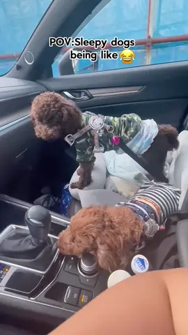 sleepy dogs#dog#funny#funnyanimals#funnypets#animals #dogsofttiktok #pet #foryou #longervideos