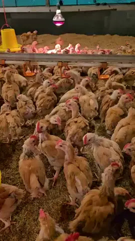 Gà lương phượng choai gà to đẹp cho bà con nuôi…!#xuhuong #xuhuongtiktok 